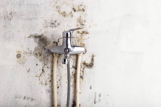 Best Home Mold Removal  in Paterson, NJ