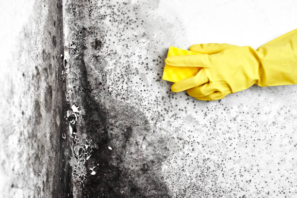 Best Fast Mold Removal  in Paterson, NJ