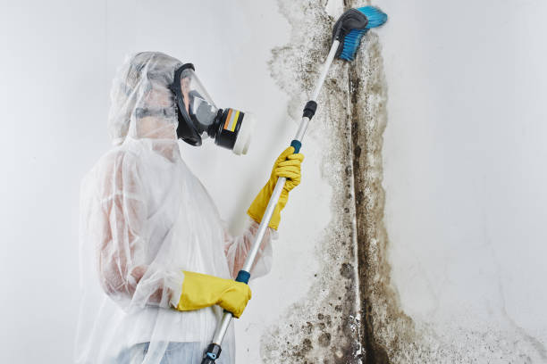 Best Mold Testing  in Paterson, NJ