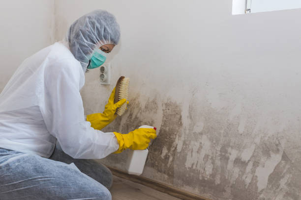 Best Mold Damage Repair  in Paterson, NJ