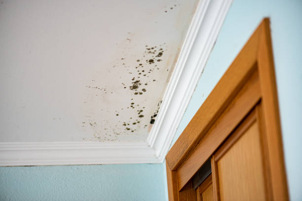 Best Mold Removal Near Me  in Paterson, NJ