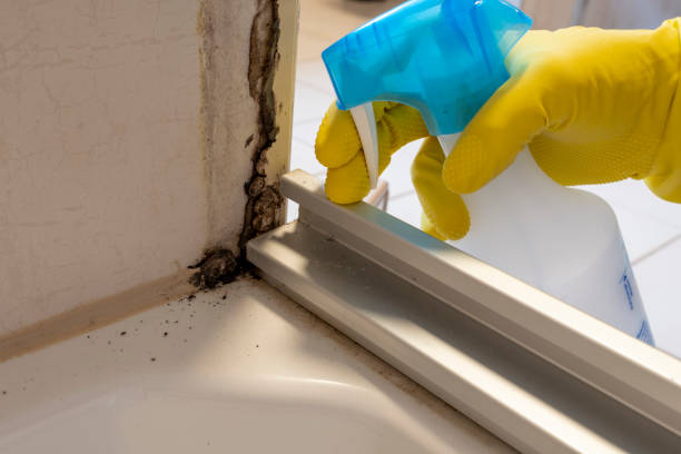 Best Local Mold Removal Service  in Paterson, NJ