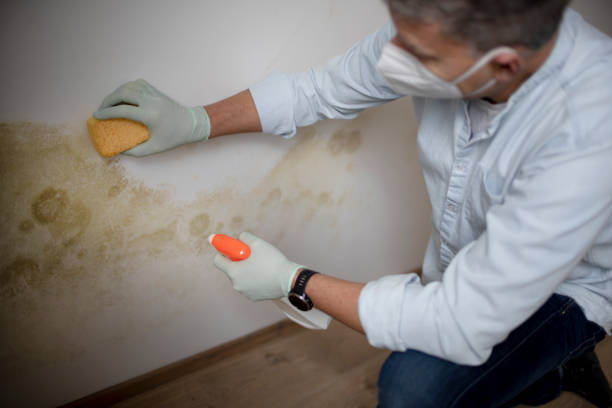 Best Residential Mold Removal  in Paterson, NJ
