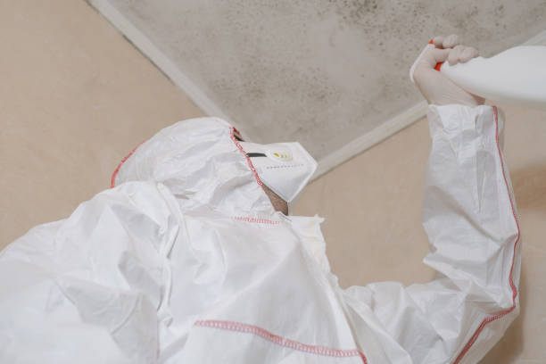 Best Affordable Mold Removal  in Paterson, NJ