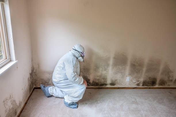 Best Black Mold Removal  in Paterson, NJ