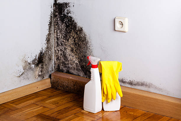 Best Mold Damage Repair  in Paterson, NJ