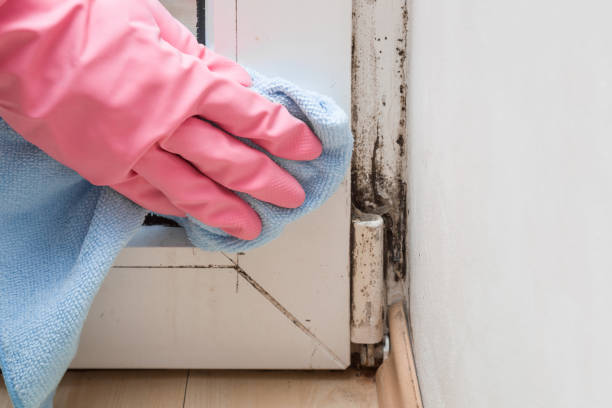 Mold Testing and Removal in Paterson, NJ