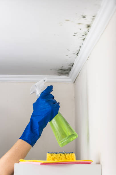 Best Mold Cleaning Services  in Paterson, NJ